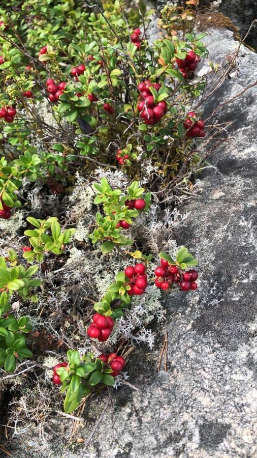 Trevlig Stuga Naera Hovfjaellet Torsby Exterior foto